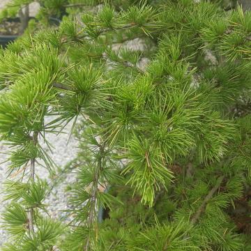 Cedrus libani