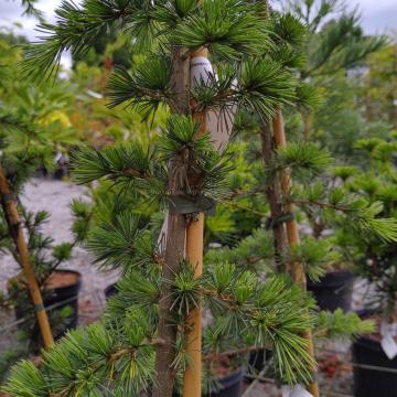 Cedrus libani 'Italie'