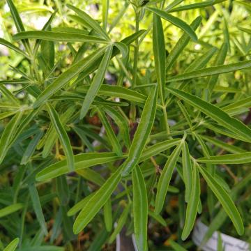 Choisya 'Aztec Pearl'