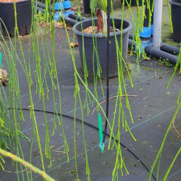 Chamaecyparis lawsoniana 'Imbricata Pendula'