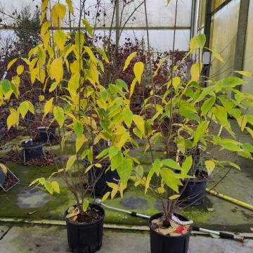 Chimonanthus praecox 'Luteus'