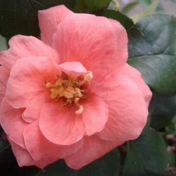 Chaenomeles superba 'Cameo' (x)