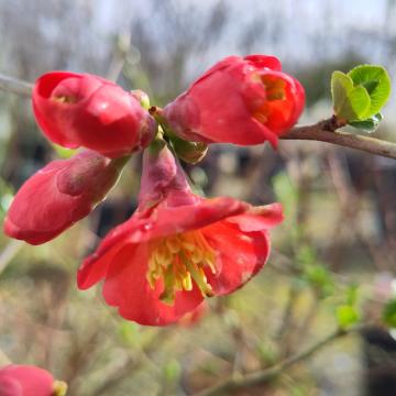 Chaenomeles superba 'Elly Mossel'