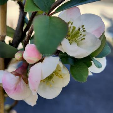 Chaenomeles speciosa 'Toyo-Nishiki'
