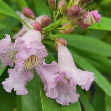 Chitalpa tashkentensis 'Pink Dawn'