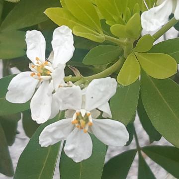 Choisya ternata 'Sundance'
