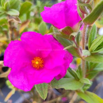 Cistus pulverlentus 'Sunset'
