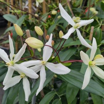 Clematis armandii 'Snowdrift'