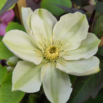 Clematis 'Guernsey Cream'