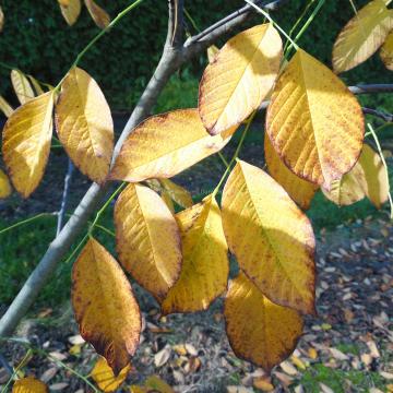Cladrastis kentukea 'Perkin's Pink'