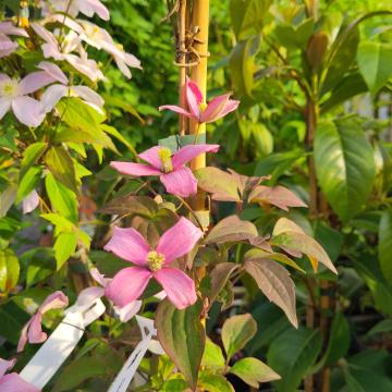 Clematis montana 'Broughton Star'