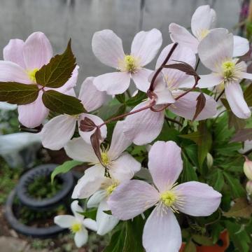 Clematis montana var rubens