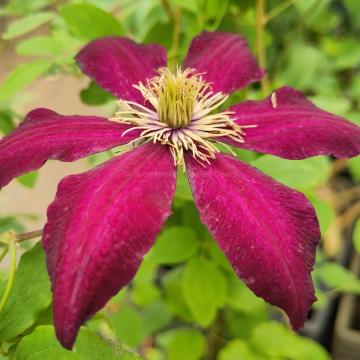 Clematis 'Niobe'