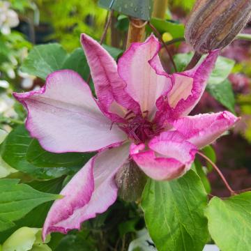 Clematis 'Omoshiro'