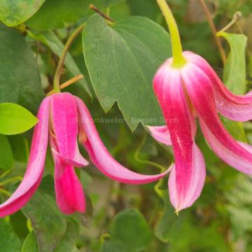 Clematis 'Princess Diana' (Texensis Group)