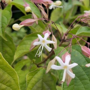 Clerodendrum trichotomum  var. fargesii