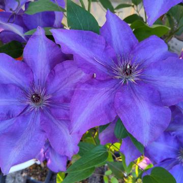 Clematis 'The President'