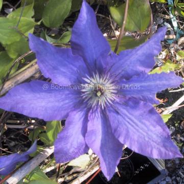 Clematis 'The President'