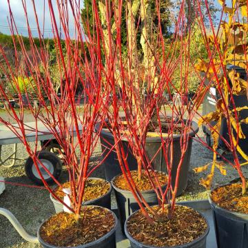 Cornus alba 'Nightfall' ®