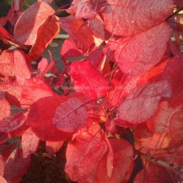 Cotinus coggygria 'Old Fashioned'