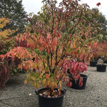 Cornus controversa 'Pagoda'