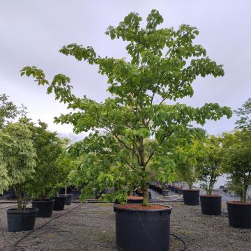 Cornus controversa 'Pagoda'