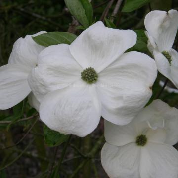 Cornus 'Eddie's White Wonder'