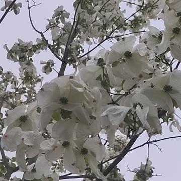 Cornus florida 'Cloud Nine'
