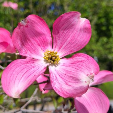 Cornus florida f. rubra