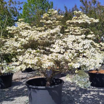 Cornus florida 'White Cloud'