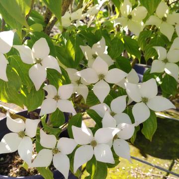 Cornus kousa 'Blue Shadow'