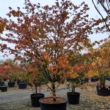 Cornus kousa 'Claudia'