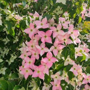 Cornus kousa 'Mount Fuji'