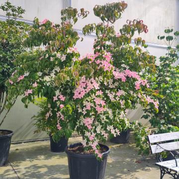 Cornus kousa 'Mount Fuji'