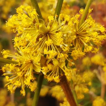 Cornus mas 'Kasanlak'
