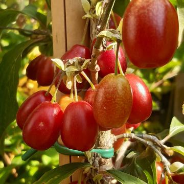 Cornus mas 'Kasanlak'