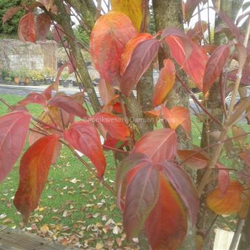 Cornus rutgersensis 'Stellar Pink' (C. ' Rutgan')
