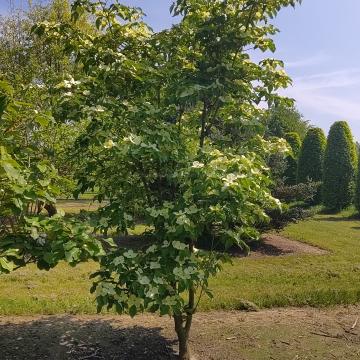 Cornus 'Starlight' ( 'KN4-43' ® )