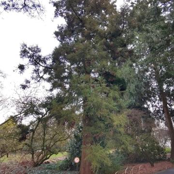 Cryptomeria japonica