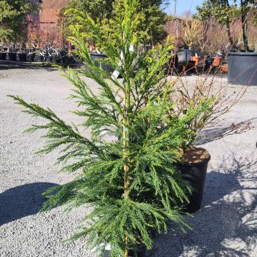 Cryptomeria japonica 'Hongarian Gold'