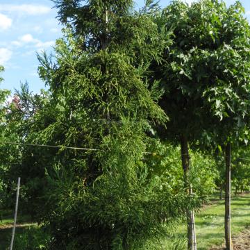 Cryptomeria japonica 'Rasen'