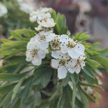 Crataegus monogyna 'Compacta'
