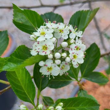 Crataegus persimilis 'Splendens'