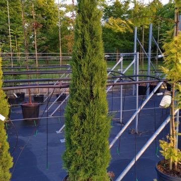 Cupressus sempervirens 'Pyramidalis'