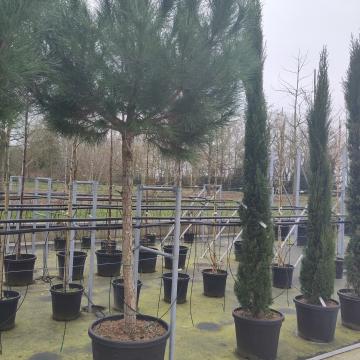Cupressus sempervirens 'Pyramidalis'