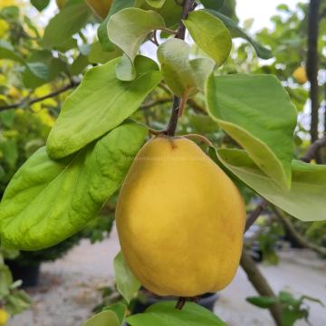 Cydonia oblonga 'Champion'