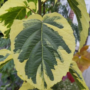 Davidia involucrata 'Lady Sunshine'