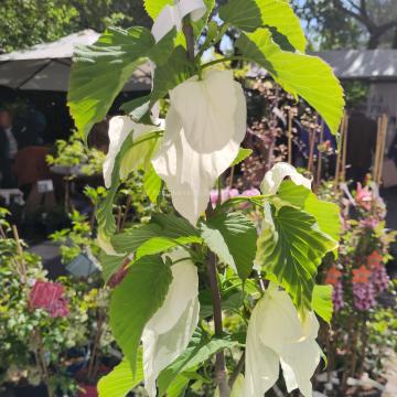 Davidia involucrata 'Sonoma'
