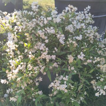 Deutzia gracilis 'Nikko'