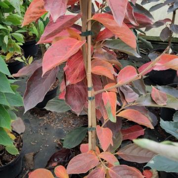 Diospyros kaki 'Hiratanenashi'